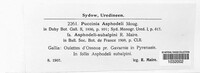 Puccinia asphodeli image